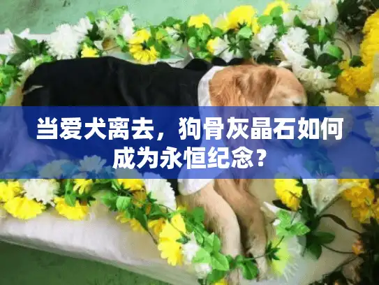 当爱犬离去，狗骨灰晶石如何成为永恒纪念？