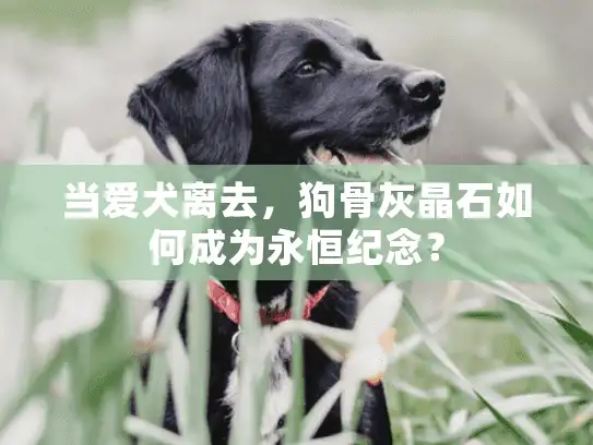 当爱犬离去，狗骨灰晶石如何成为永恒纪念？