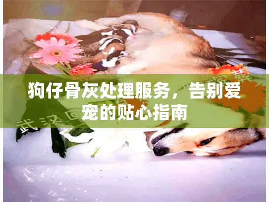 狗仔骨灰处理服务，告别爱宠的贴心指南