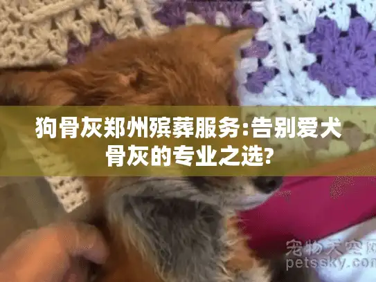狗骨灰郑州殡葬服务:告别爱犬骨灰的专业之选?