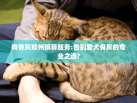 狗骨灰郑州殡葬服务:告别爱犬骨灰的专业之选?