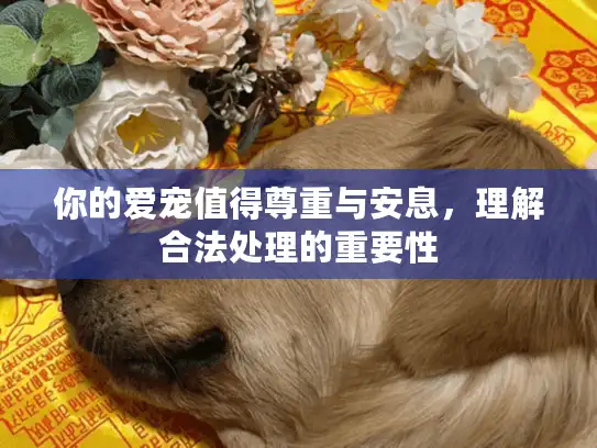 你的爱宠值得尊重与安息，理解合法处理的重要性