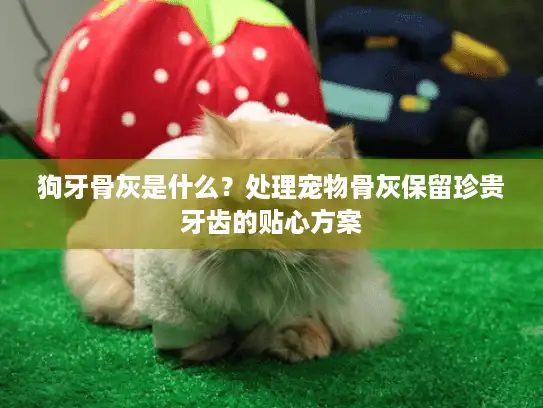 狗牙骨灰是什么？处理宠物骨灰保留珍贵牙齿的贴心方案