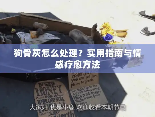 狗骨灰怎么处理？实用指南与情感疗愈方法
