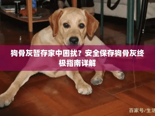 狗骨灰暂存家中困扰？安全保存狗骨灰终极指南详解
