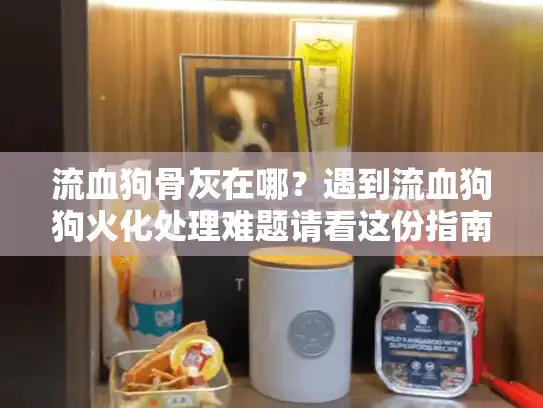 流血狗骨灰在哪？遇到流血狗狗火化处理难题请看这份指南