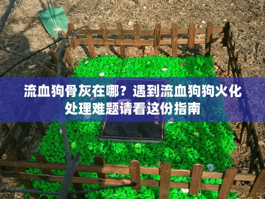 流血狗骨灰在哪？遇到流血狗狗火化处理难题请看这份指南