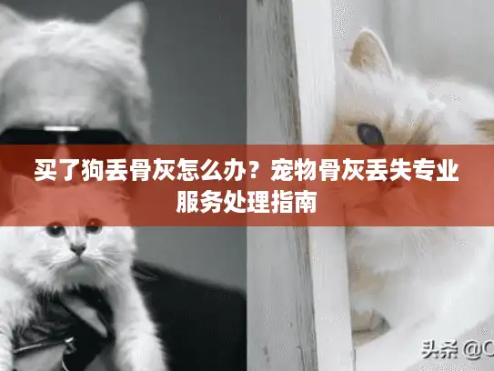 买了狗丢骨灰怎么办？宠物骨灰丢失专业服务处理指南