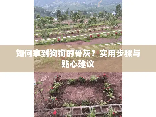 如何拿到狗狗的骨灰？实用步骤与贴心建议