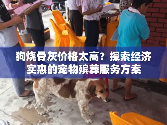 狗烧骨灰价格太高？探索经济实惠的宠物殡葬服务方案