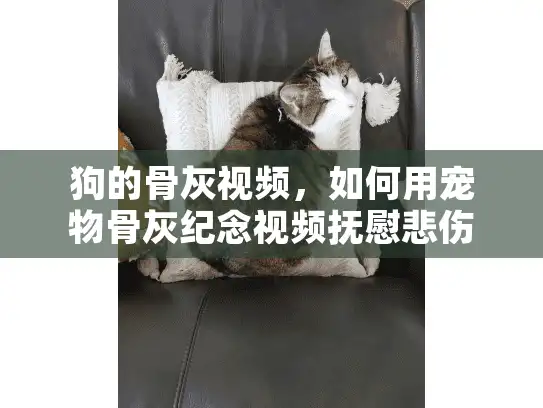 狗的骨灰视频，如何用宠物骨灰纪念视频抚慰悲伤之心？