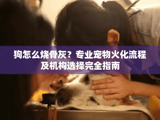 狗怎么烧骨灰？专业宠物火化流程及机构选择完全指南
