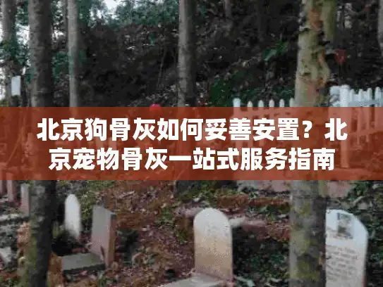 北京狗骨灰如何妥善安置？北京宠物骨灰一站式服务指南
