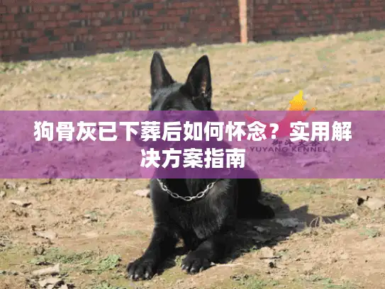 狗骨灰已下葬后如何怀念？实用解决方案指南
