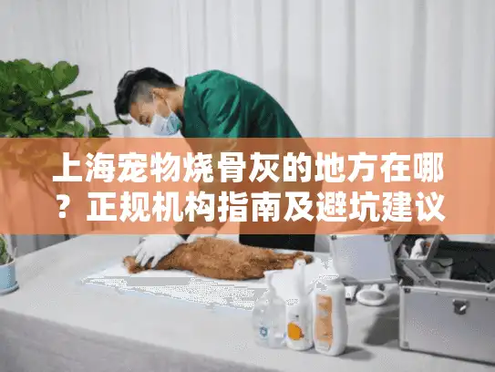 上海宠物烧骨灰的地方在哪？正规机构指南及避坑建议