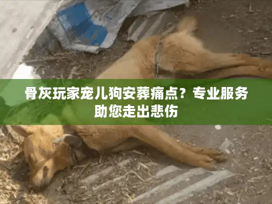 骨灰玩家宠儿狗安葬痛点？专业服务助您走出悲伤