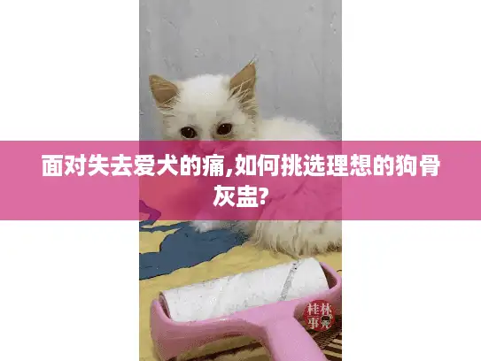 面对失去爱犬的痛,如何挑选理想的狗骨灰盅?
