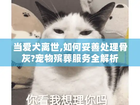 当爱犬离世,如何妥善处理骨灰?宠物殡葬服务全解析