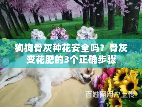 狗狗骨灰种花安全吗？骨灰变花肥的3个正确步骤