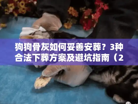 狗狗骨灰如何妥善安葬？3种合法下葬方案及避坑指南（2025最新）