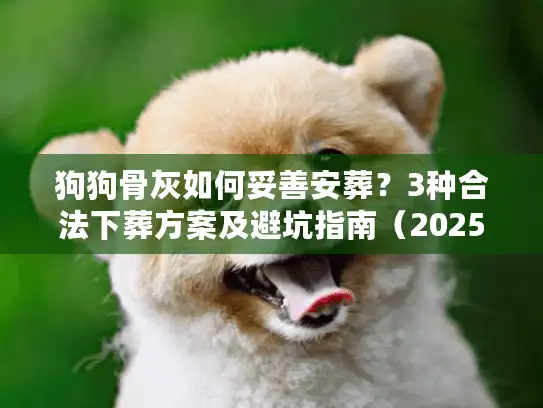狗狗骨灰如何妥善安葬？3种合法下葬方案及避坑指南（2025最新）