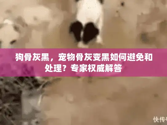狗骨灰黑，宠物骨灰变黑如何避免和处理？专家权威解答