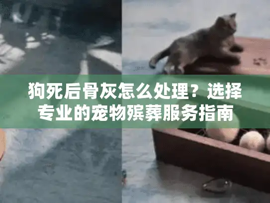 狗死后骨灰怎么处理？选择专业的宠物殡葬服务指南