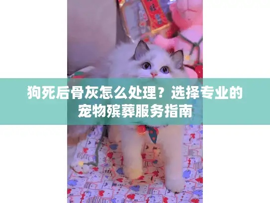 狗死后骨灰怎么处理？选择专业的宠物殡葬服务指南