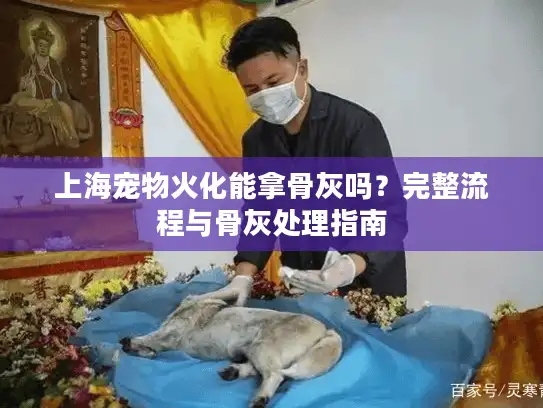 上海宠物火化能拿骨灰吗？完整流程与骨灰处理指南