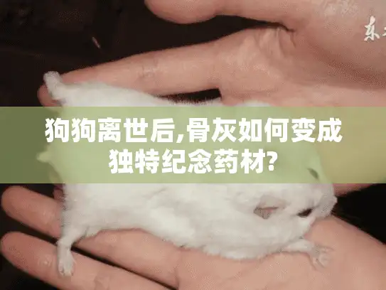 狗狗离世后,骨灰如何变成独特纪念药材?