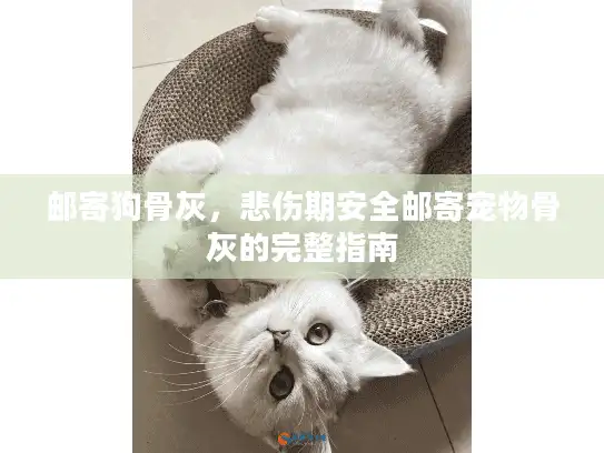 邮寄狗骨灰，悲伤期安全邮寄宠物骨灰的完整指南