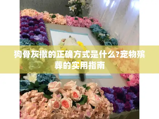 狗骨灰撒的正确方式是什么?宠物殡葬的实用指南