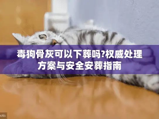 毒狗骨灰可以下葬吗?权威处理方案与安全安葬指南