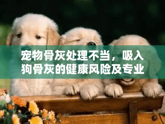 宠物骨灰处理不当，吸入狗骨灰的健康风险及专业应对