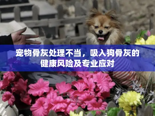 宠物骨灰处理不当，吸入狗骨灰的健康风险及专业应对