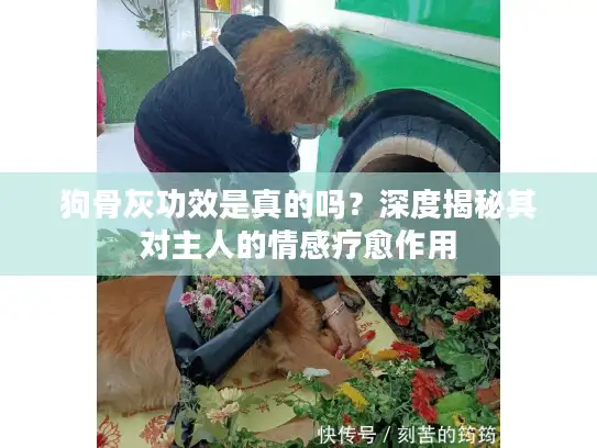 狗骨灰功效是真的吗？深度揭秘其对主人的情感疗愈作用