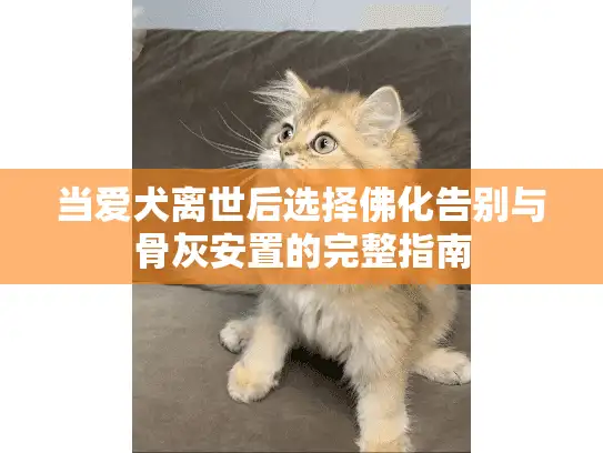 当爱犬离世后选择佛化告别与骨灰安置的完整指南