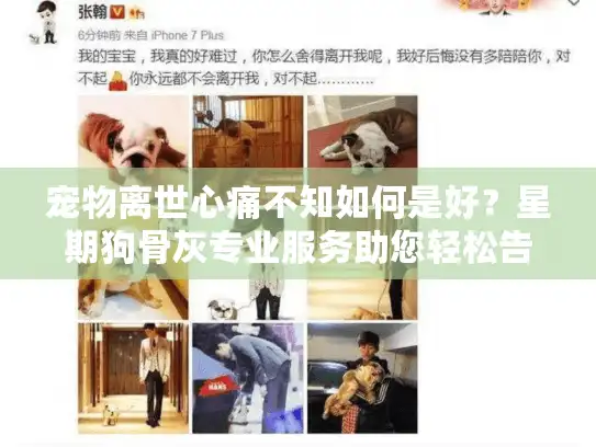 宠物离世心痛不知如何是好？星期狗骨灰专业服务助您轻松告别