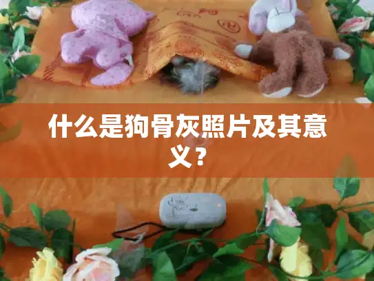 什么是狗骨灰照片及其意义？