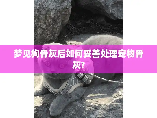 梦见狗骨灰后如何妥善处理宠物骨灰?