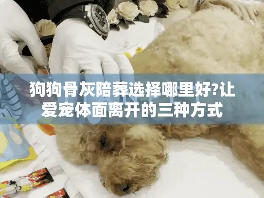 狗狗骨灰陪葬选择哪里好?让爱宠体面离开的三种方式