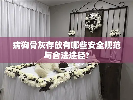 病狗骨灰存放有哪些安全规范与合法途径?