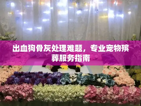 出血狗骨灰处理难题，专业宠物殡葬服务指南