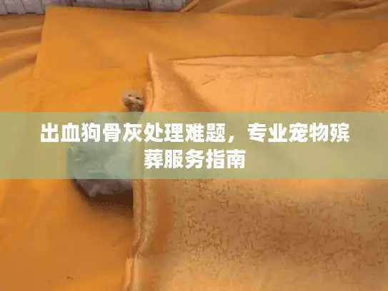 出血狗骨灰处理难题，专业宠物殡葬服务指南