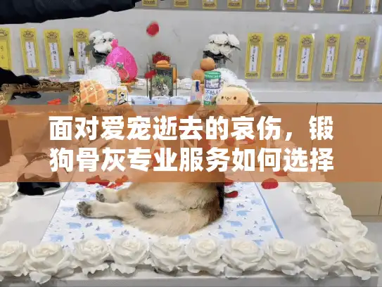 面对爱宠逝去的哀伤，锻狗骨灰专业服务如何选择？