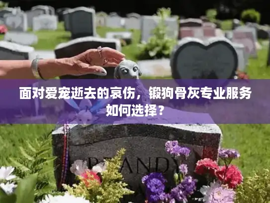 面对爱宠逝去的哀伤，锻狗骨灰专业服务如何选择？
