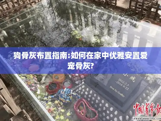 狗骨灰布置指南:如何在家中优雅安置爱宠骨灰?