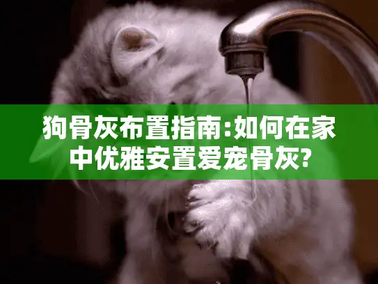 狗骨灰布置指南:如何在家中优雅安置爱宠骨灰?