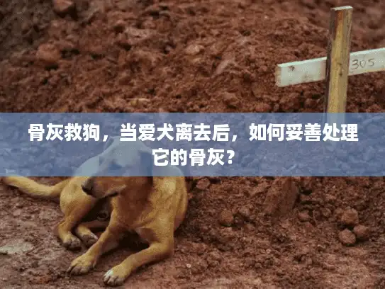 骨灰救狗，当爱犬离去后，如何妥善处理它的骨灰？