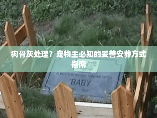 狗骨灰处理？宠物主必知的妥善安葬方式指南